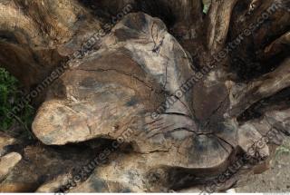 Photo Textures of Wood Roots